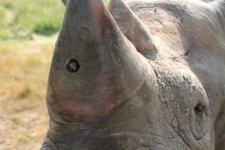 anti-poaching-device-rhino