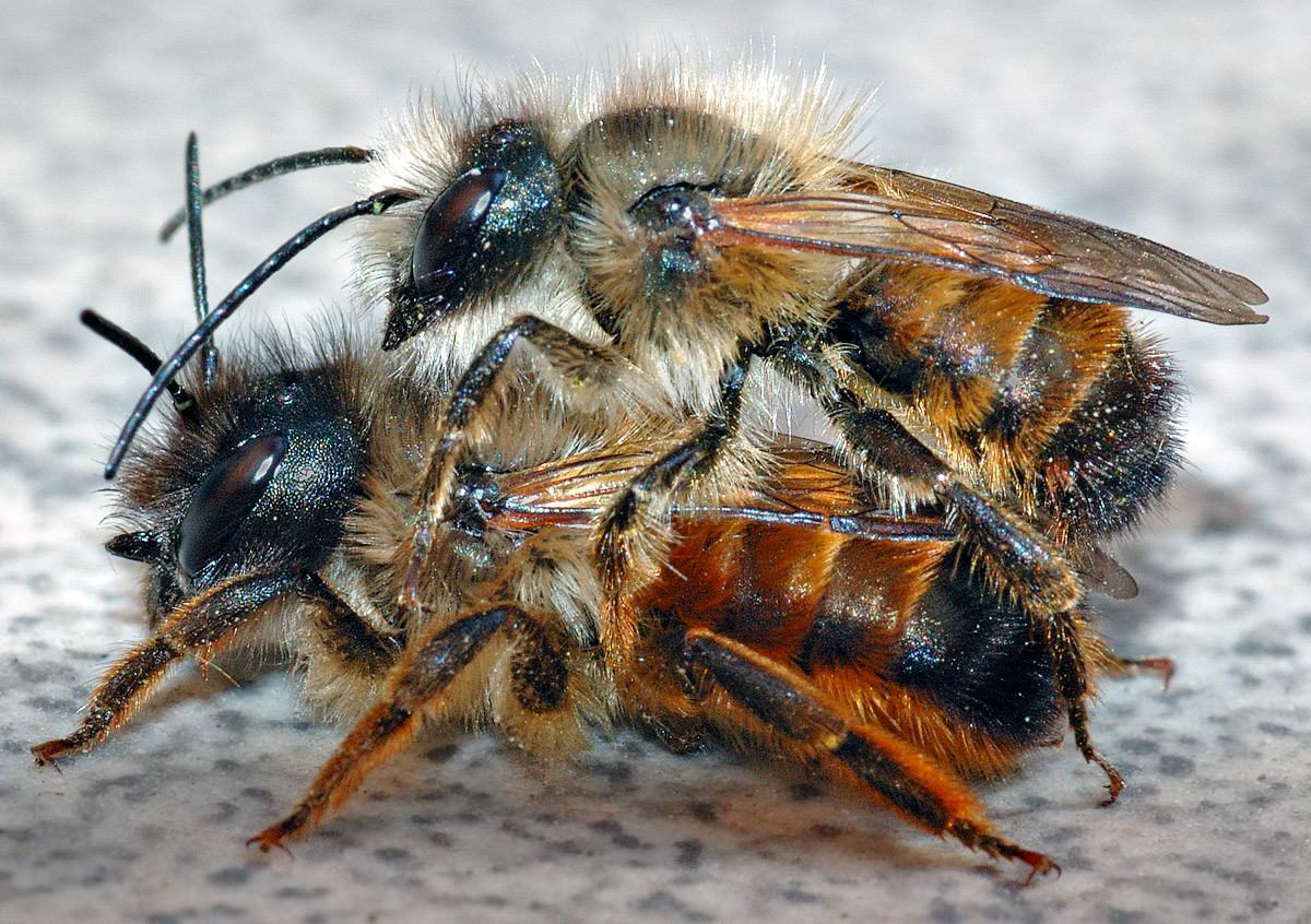 Osmia rufa couple aka