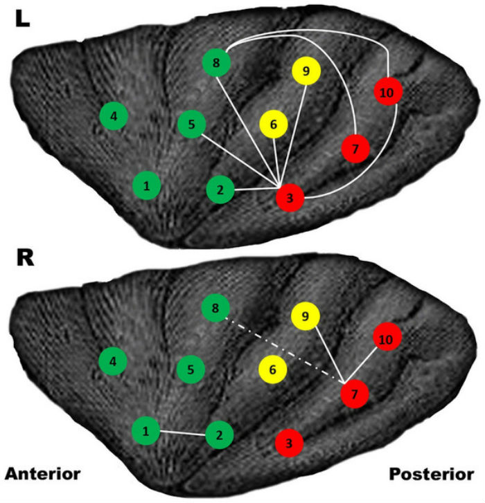 gamer-brains