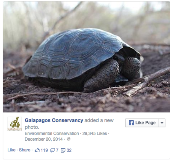 baby-tortoise