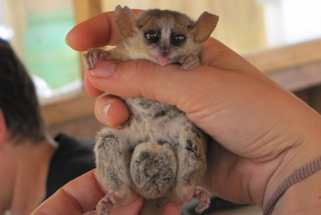 mouse-lemur