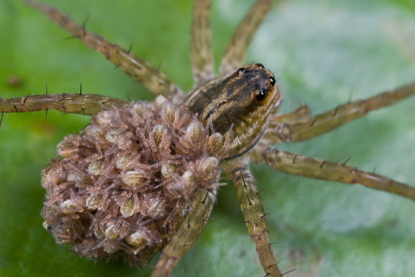 WATCH: Mother Spider Explodes With Babies During a Fatal Attack