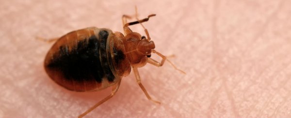 Bed bugs are rapidly evolving thicker skin to resist insecticides