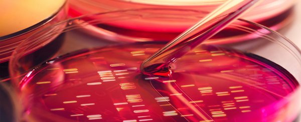 New algorithm could let us reprogram any cell into any other cell type