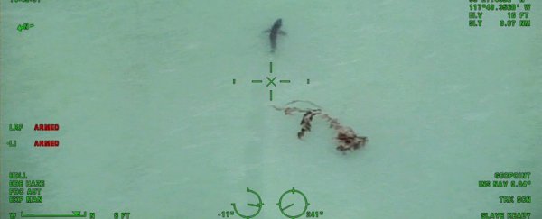The viral video of 15 sharks circling near surfers in California shows a much bigger problem