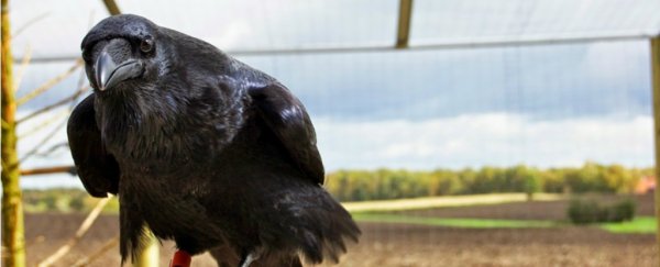Ravens can plan for the future like humans and apes