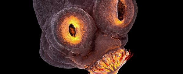 15+ bizarre and beautiful microscope photos you absolutely must see