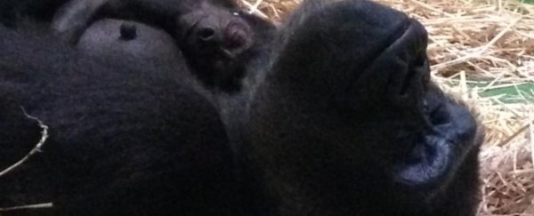 Watch the first baby gorilla in 15 years being born at Melbourne Zoo