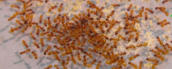 Ants respond as a collective “superorganism” when they sense a predator