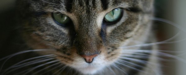 Scientists have figured out how a parasite transmitted by cats may alter our behaviour
