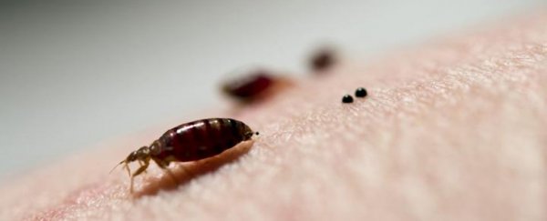 Bed bugs in the US have developed extreme tolerance to popular insecticides