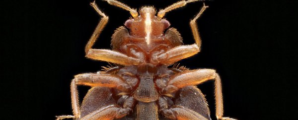 Scientists sequence bed bug genome to find out what makes them so goddamn unstoppable