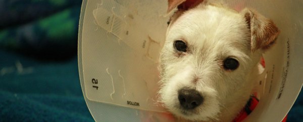 A one-off injection could replace the need to spay and neuter your pets