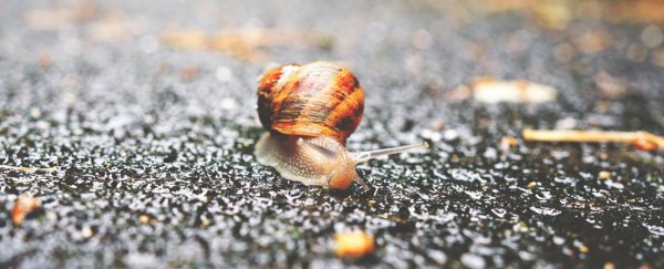 Hawaiian health officials issue warning over an outbreak of brain-invading parasites