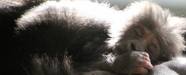 Keepers have finally worked out the sex of Taronga Zoo’s baby gorilla