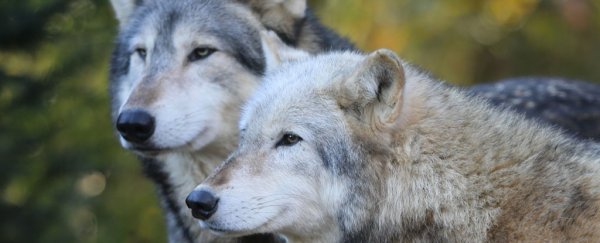 Were wolves dependent on humans long before they became man’s best friend?