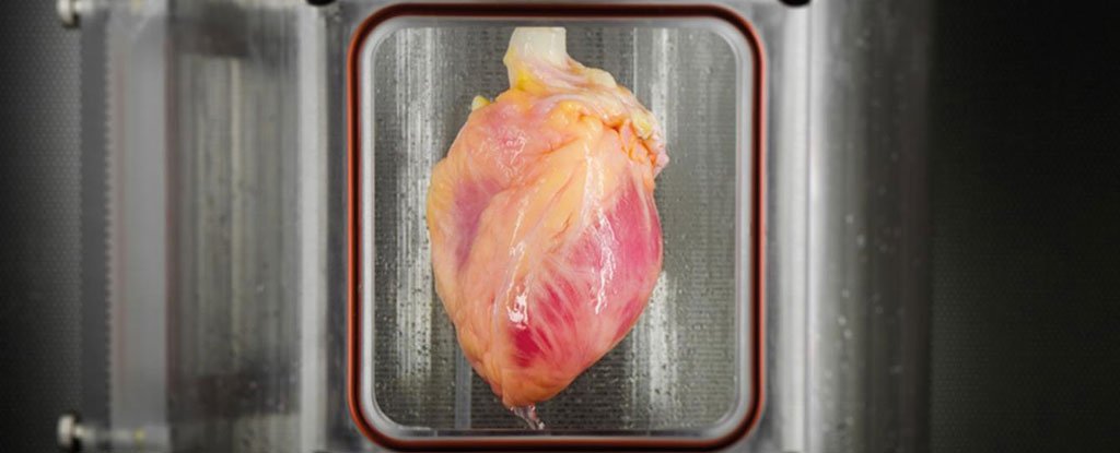 Scientists Have Grown a First-of-Its-Kind Functional Heart Muscle From