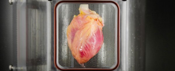 Scientists have grown a first-of-its-kind functional heart muscle from stem cells