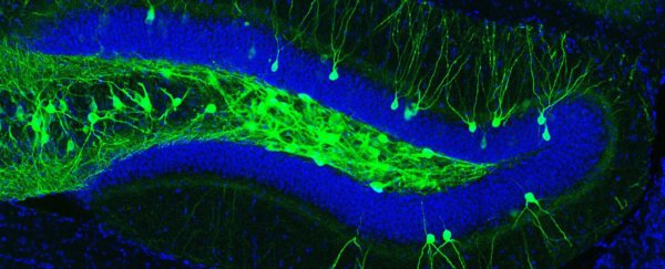 Scientists use light to reactivate lost memories in mice with Alzheimer's symptoms