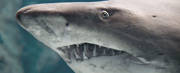 The most powerful proton conductor in the natural world is this jelly found inside a shark's head