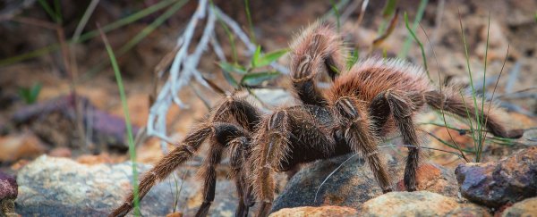 A flood plain in Australia is crawling with 25,000 tarantulas