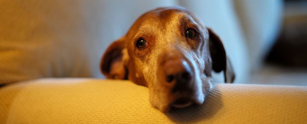 The domestication of dogs has caused harmful genetic changes, study finds