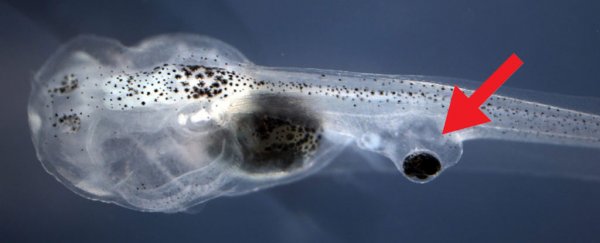 This tadpole sees the world through an eyeball surgically grafted to its tail