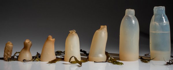 This biodegradable, algae-based water bottle breaks down when it's empty