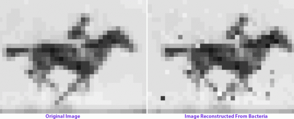 For the first time, scientists have encoded a movie into the DNA of living bacteria