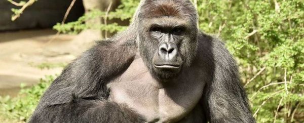Harambe the gorilla's genes can still live on after his death