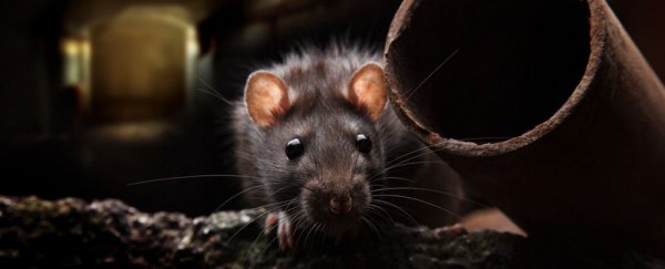 New Zealand says it will wipe out every invasive predator by 2050