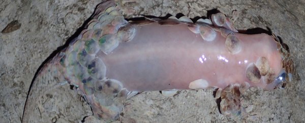 This newly discovered gecko instantly skins itself to flee predators
