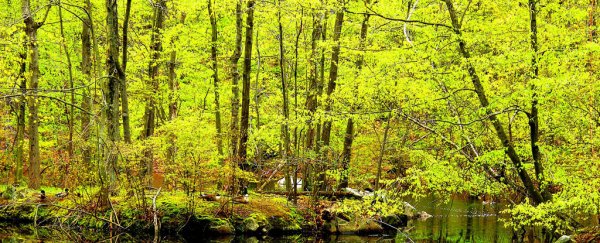 The world is getting greener thanks to rising carbon dioxide levels