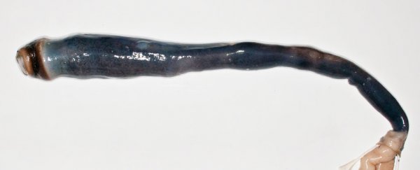 Scientists have finally found a live giant shipworm, and it's seriously nightmare fuel