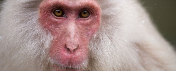 Scientists just used stem cells from one monkey to heal the hearts of five others
