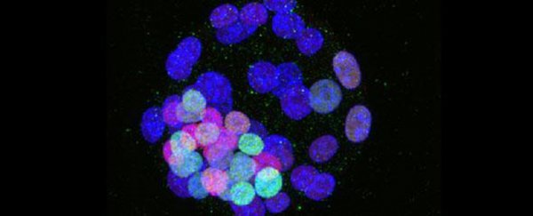 Scientists have developed early stage human embryonic stem cells for the first time