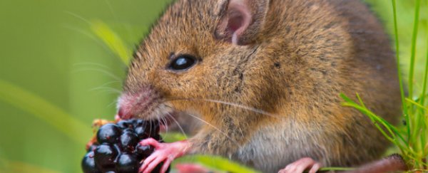 New research shows that eating fewer calories slows down genetic ageing