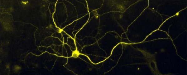 WORLD FIRST: Scientists have turned skin cells into pain-sensitive nerve cells