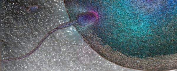 Sticky beads that bind to sperm could offer a new kind of contraceptive
