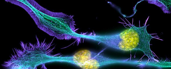 A new drug lets paralysed animals move after spinal cord injury