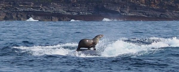 A seal's been caught hitching a ride on the back of a whale off the New South Wales coast