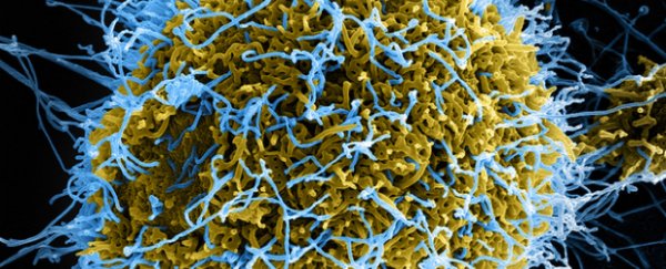 Could viruses be engineered to kill cancer?