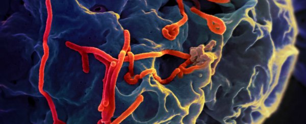 The first case of sexually transmitted Ebola has been confirmed