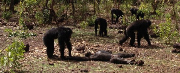 In a rare group killing, chimpanzees abused and cannibalised their former tyrant's corpse