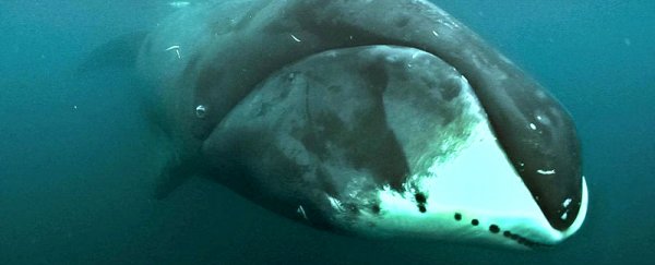 This whale lives for 200 years, and its genes will hopefully tell us why