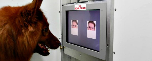 Your dog knows your mood just by looking at your face