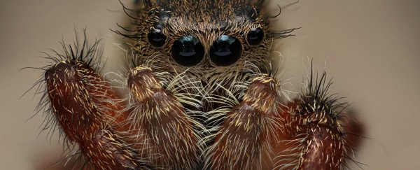 Biology’s holy grail: the species and its controversial recent history