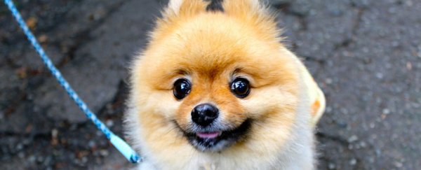 New drug trial could see your dog live up to 5 years longer