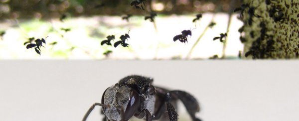 WATCH: Australian bees wage brutal hive wars that last for MONTHS