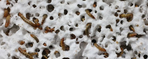 Scientists find worms can safely eat the plastic in our garbage